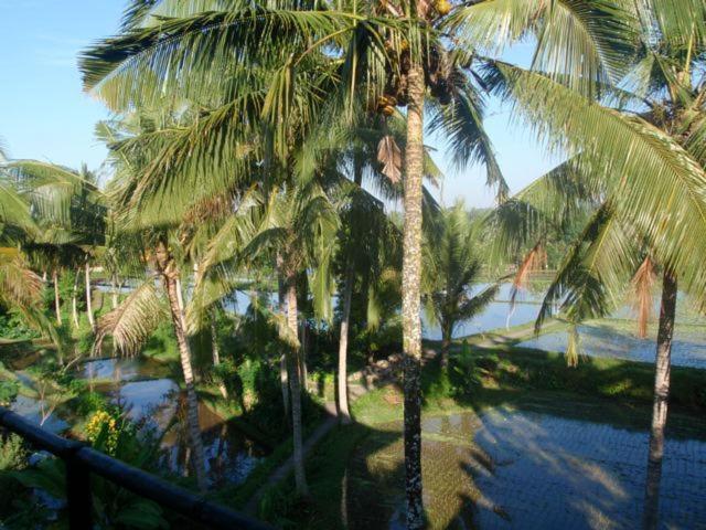 Toko Toko Bungalows Ubud Buitenkant foto